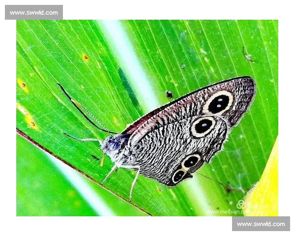 《泽拉斯带领队伍逆袭全场精彩瞬间解读与赛事分析》